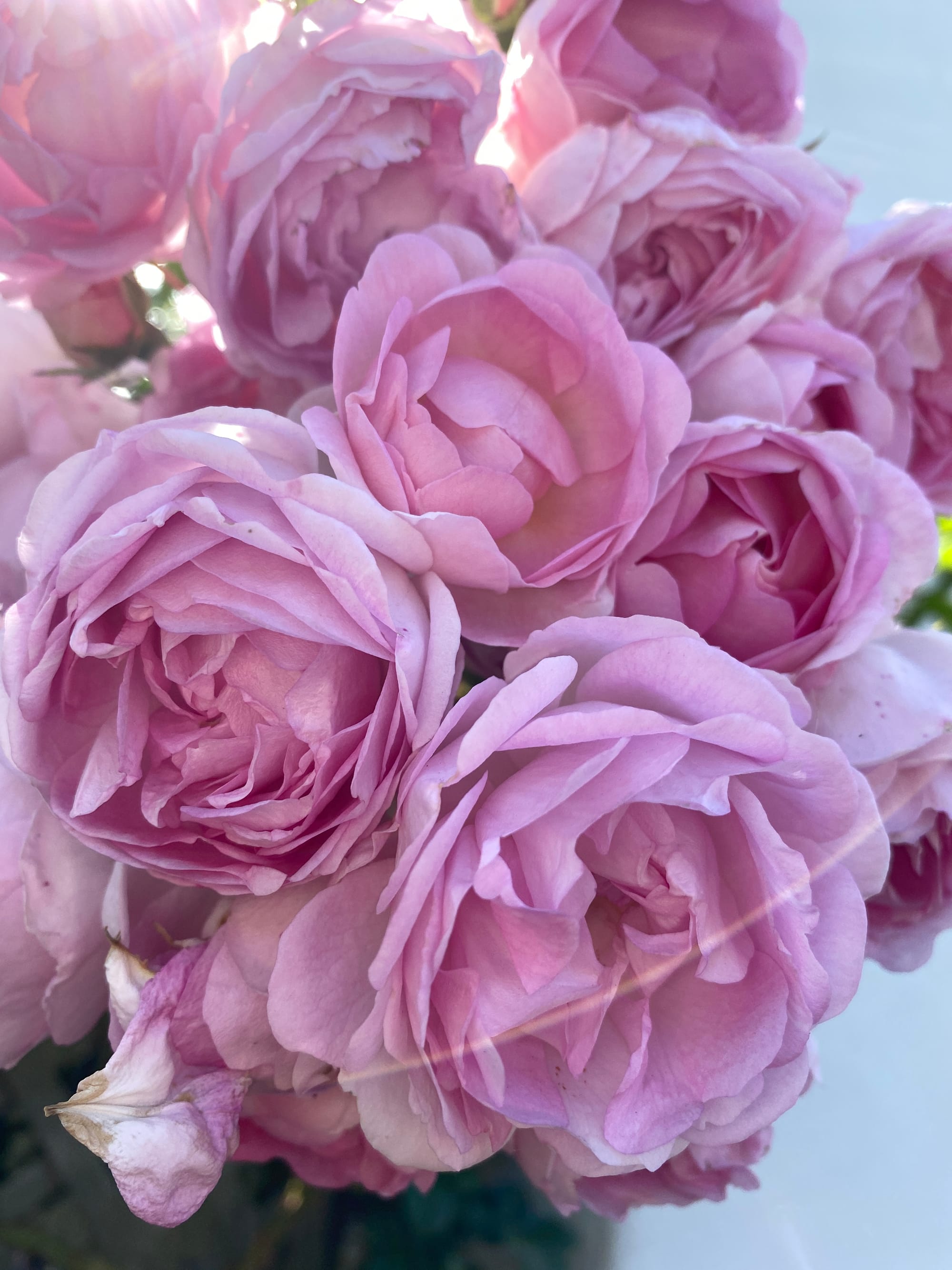 Circuses vs. Roses: Notes on Pleasure and Scold Culture