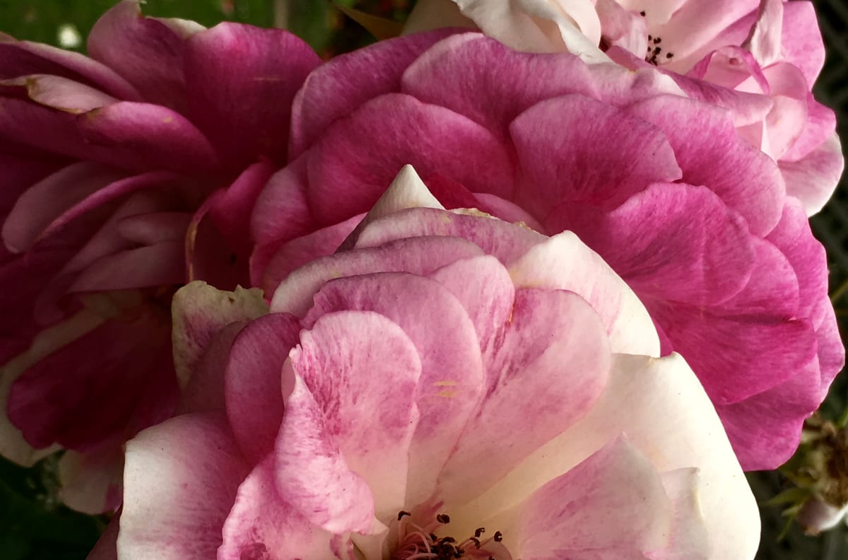 Death and Rebirth on the Road Home